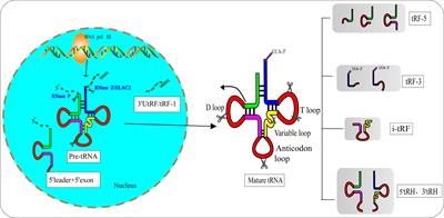 tRNA derived fragments:A novel player in gene regulation and applications in cancer